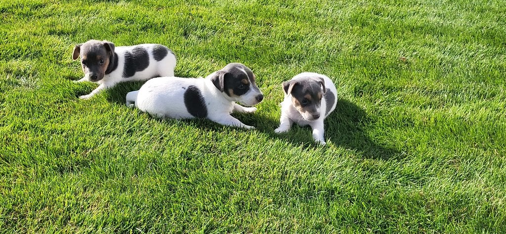 Jack Russel pups, Dieren en Toebehoren, België, Jack Russell Terriër, CDV (hondenziekte), 8 tot 15 weken