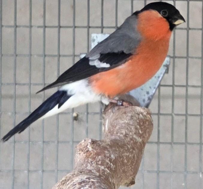 RECHERCHÉE : poupée bouvreuil en bonne santé, Animaux & Accessoires, Oiseaux | Oiseaux Autre
