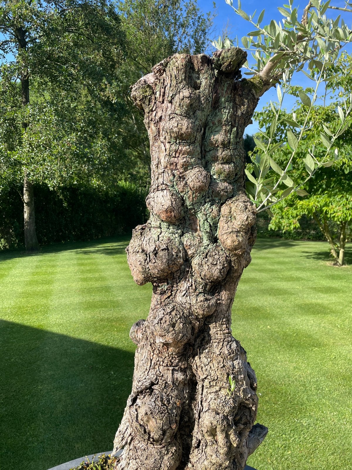 2 OLIJFBOMEN te koop, 100 tot 250 cm, Olijfboom, Zomer, Ophalen