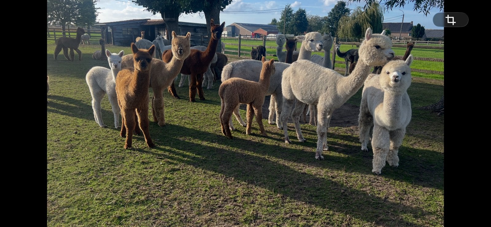 Alpacas, Dieren en Toebehoren