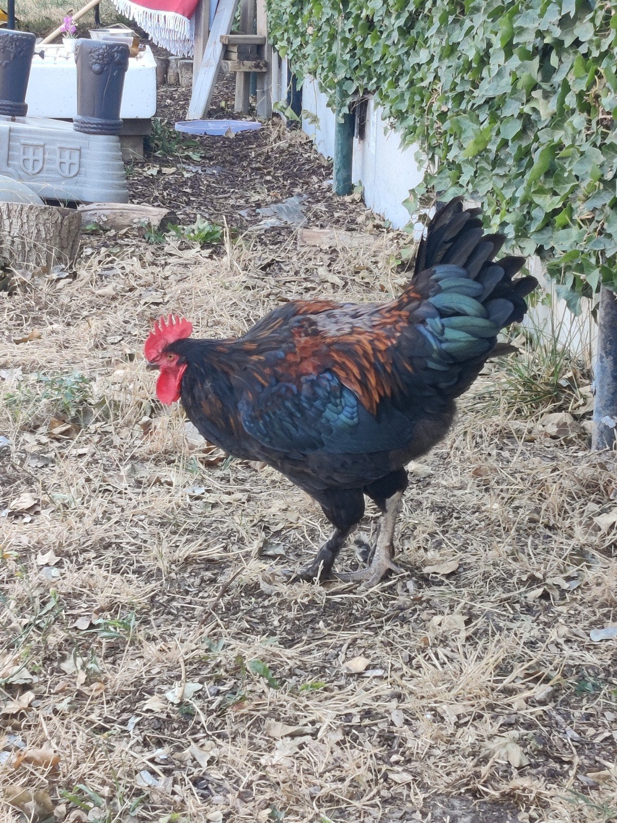 Araucana haan gratis, Dieren en Toebehoren, Pluimvee