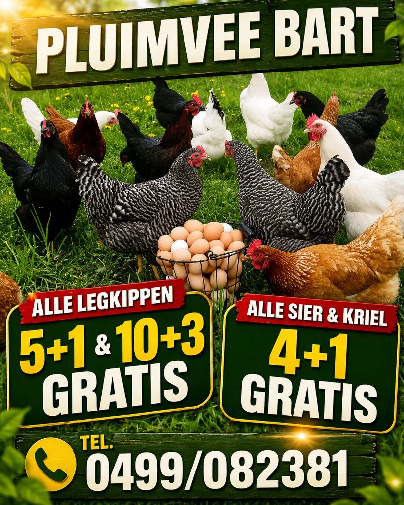 ACTIE 5+1/10+3 GRATIS op alle kippen 0499/082381, Dieren en Toebehoren, Pluimvee, Kip, Vrouwelijk