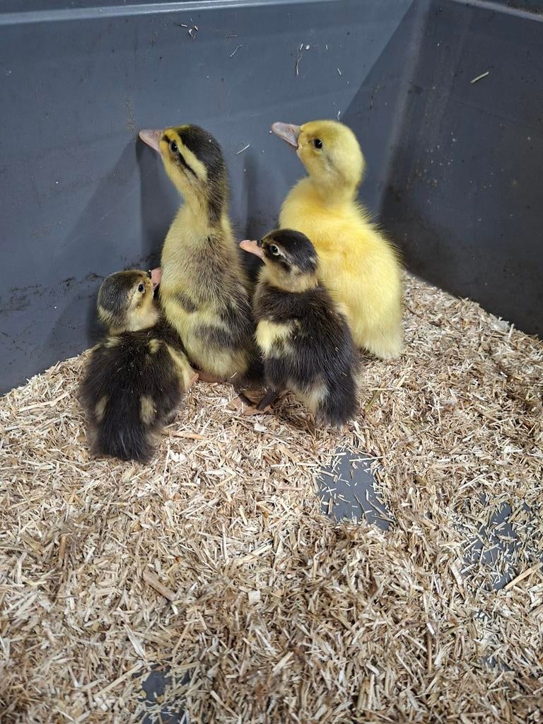 Kuikens loopeenden, Dieren en Toebehoren