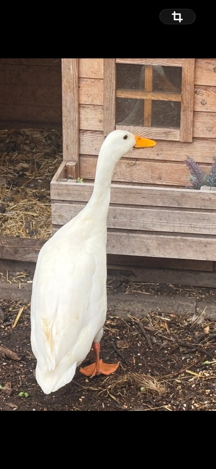 Indische loopeenden gratis, Dieren en Toebehoren, Pluimvee, Eend