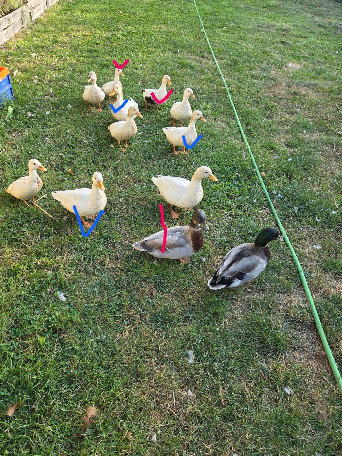 hollandse kwakers, Plusieurs animaux, Canard