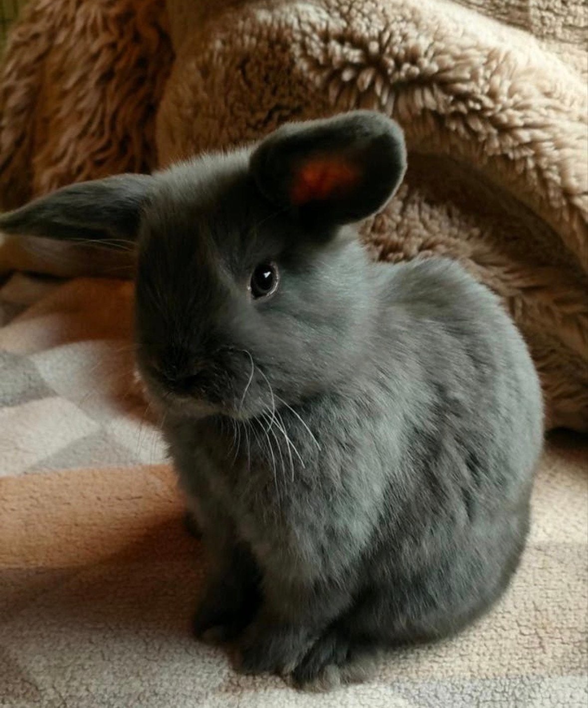 Mini Lop konijn te koop Jong, gezond., Dieren en Toebehoren, Konijnen, Mannelijk, Klein, Hangoor, 0 tot 2 jaar