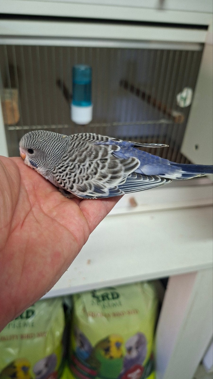 om tam te maken, Animaux & Accessoires, Oiseaux | Perruches & Perroquets, Domestique