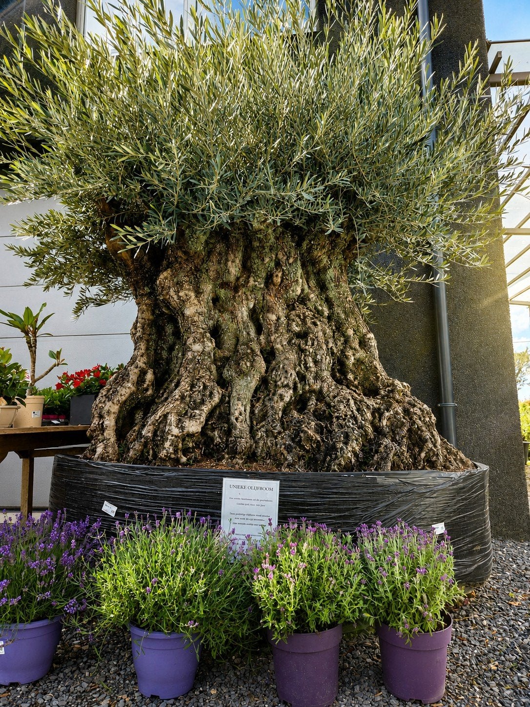 Olijfboom Olea Europaea eyecatcher uit de geschiedenis, Ophalen