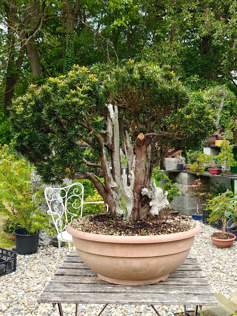 Imposante taxus bonsai, Bloeit niet, Overige soorten, Minder dan 100 cm, Ophalen