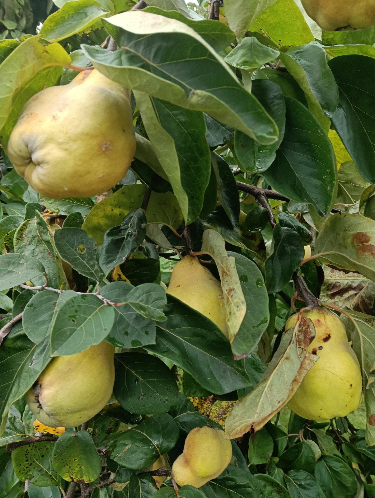 bio kweeperen, Ophalen of Verzenden