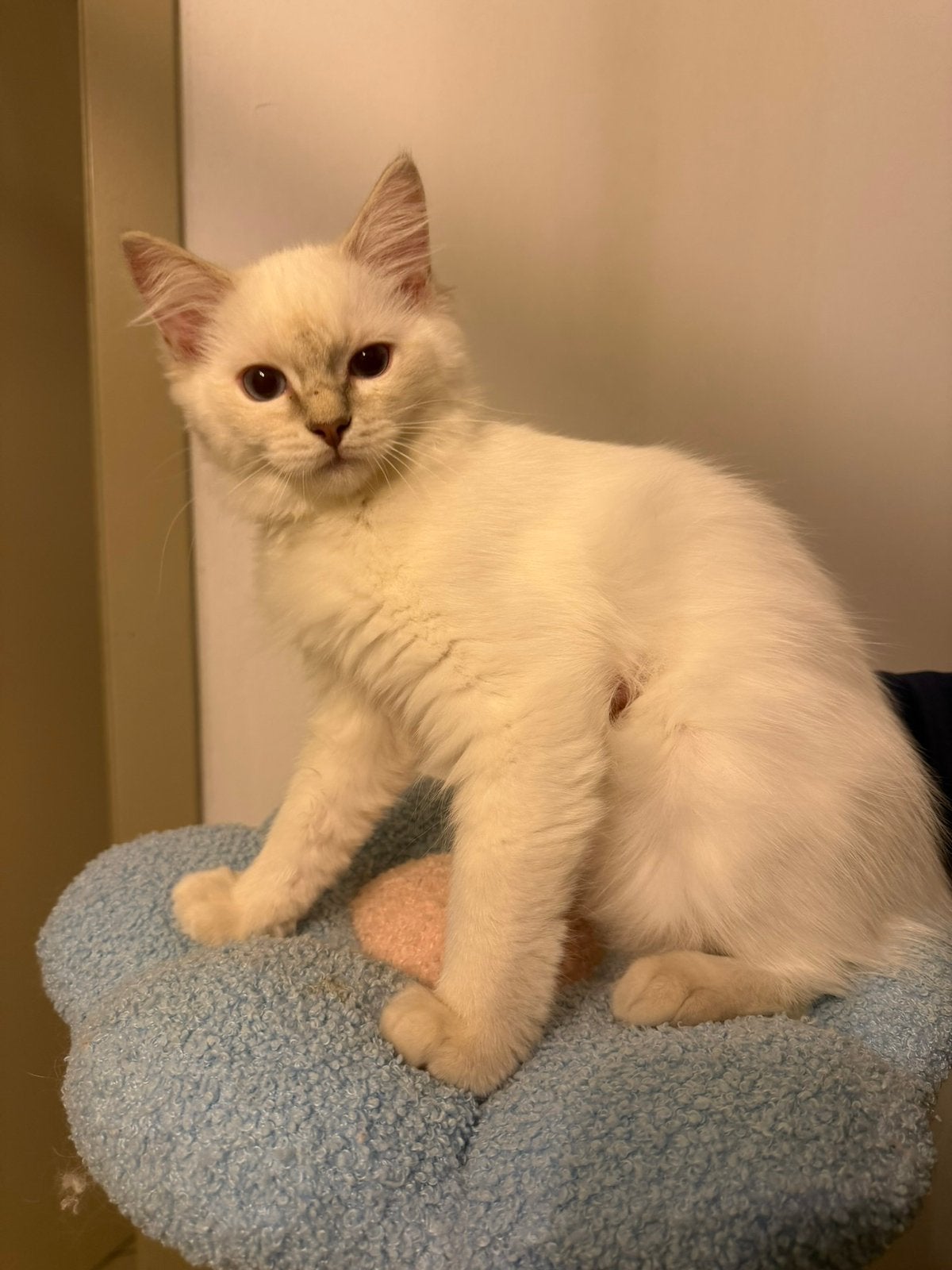 Lilac ragdoll kitten zoekt nog een thuis, Chatte ou Chat, Avec pedigree, 0 à 2 ans