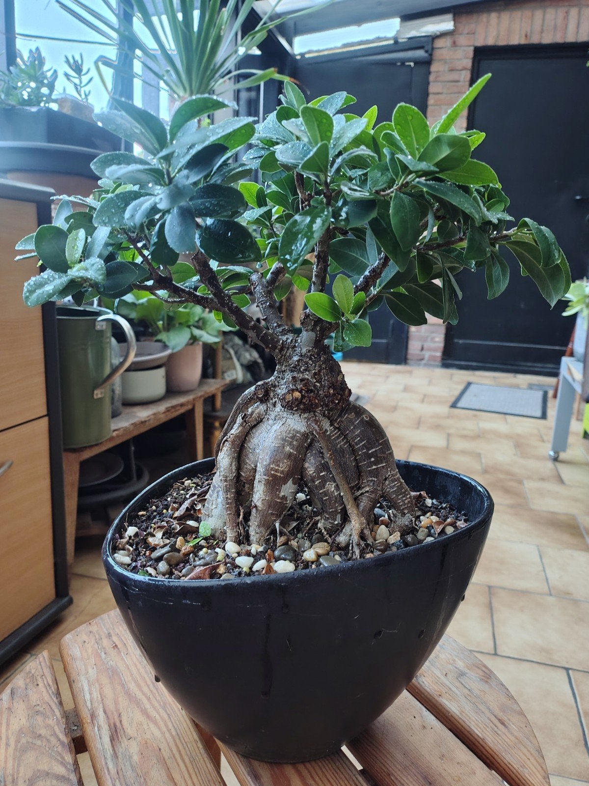 Ficus microcarpa 'Ginseng, Ophalen