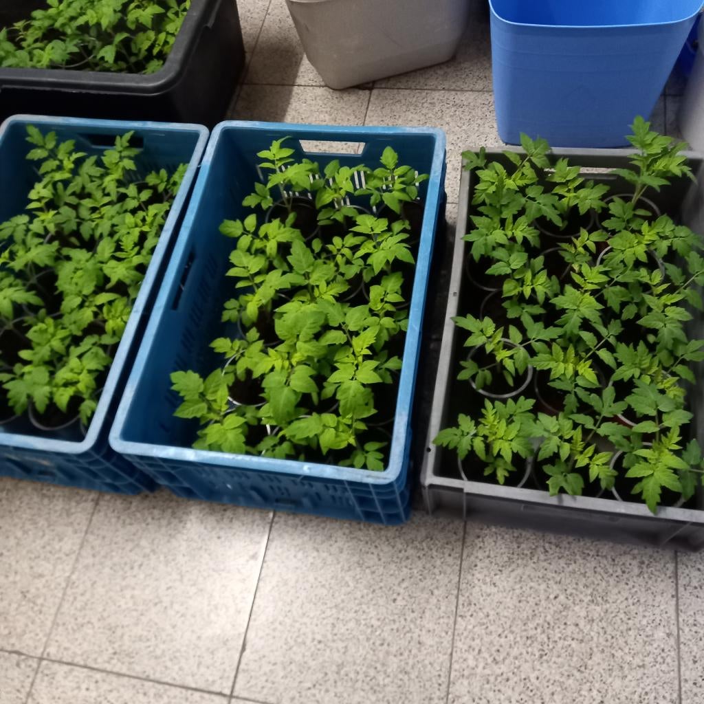 tomatenplantjes, Tuin en Terras, Ophalen