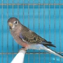 Bourke Parkiet, Meerdere dieren, Parkiet