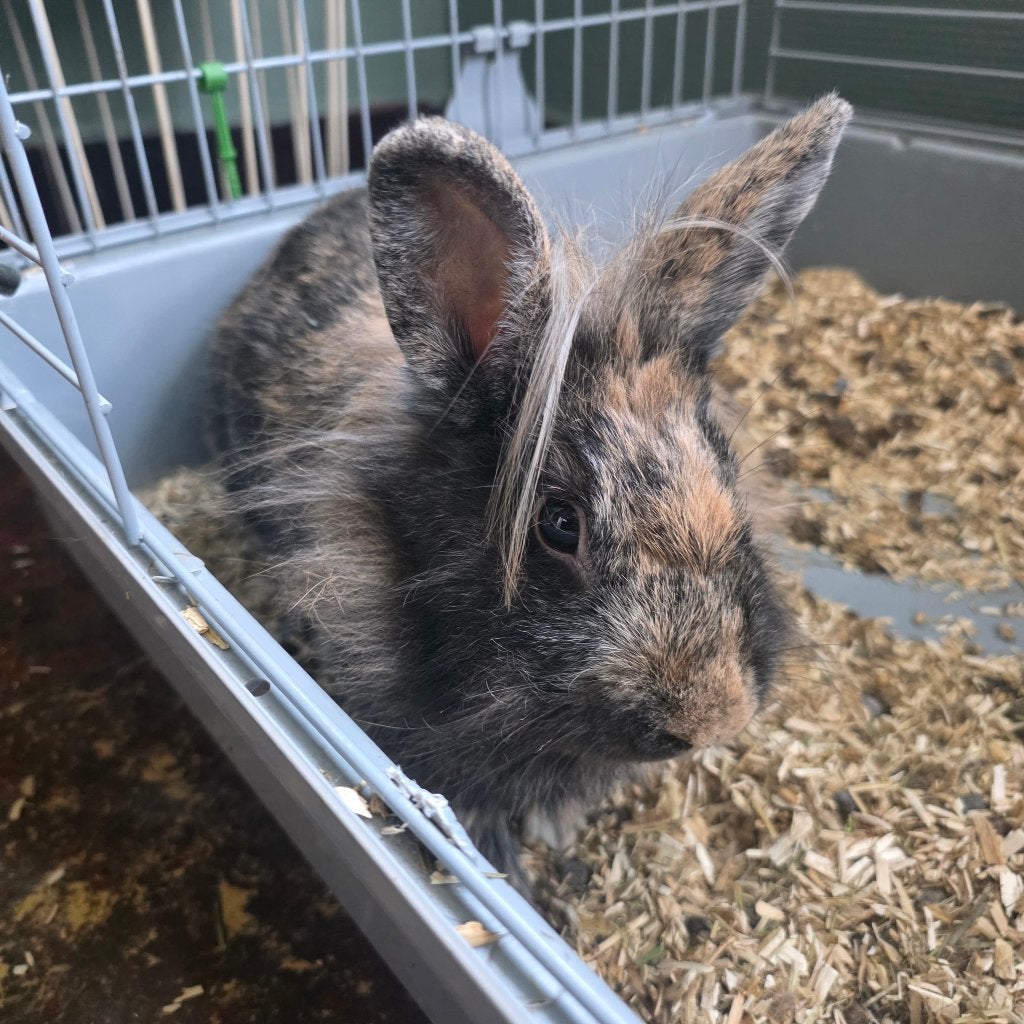 Konijn, Dieren en Toebehoren, Vrouwelijk, Klein, 0 tot 2 jaar