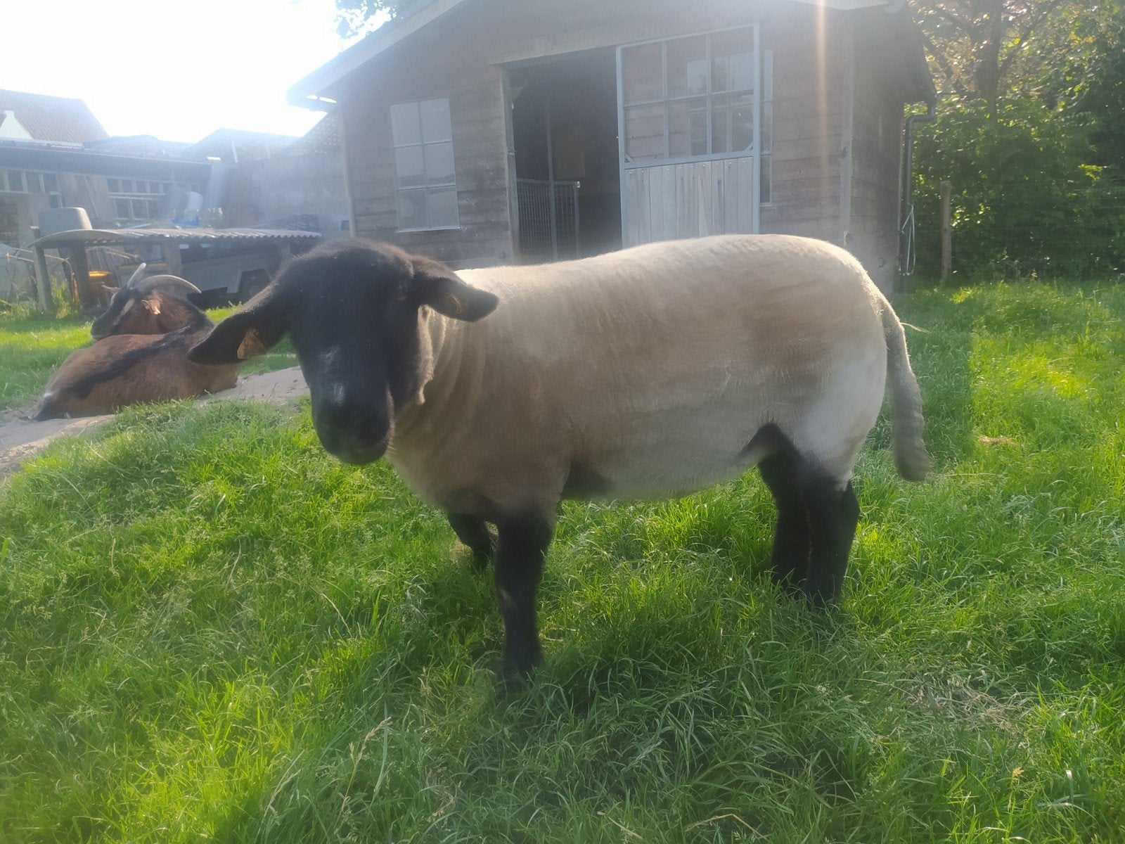ooi 1.5 jaar oud, Dieren en Toebehoren, Schapen, Geiten en Varkens