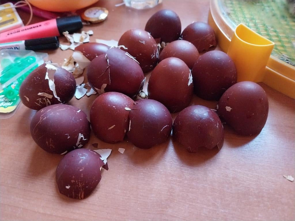 Broedeieren marans, Animaux & Accessoires, Sexe inconnu, Poule ou poulet