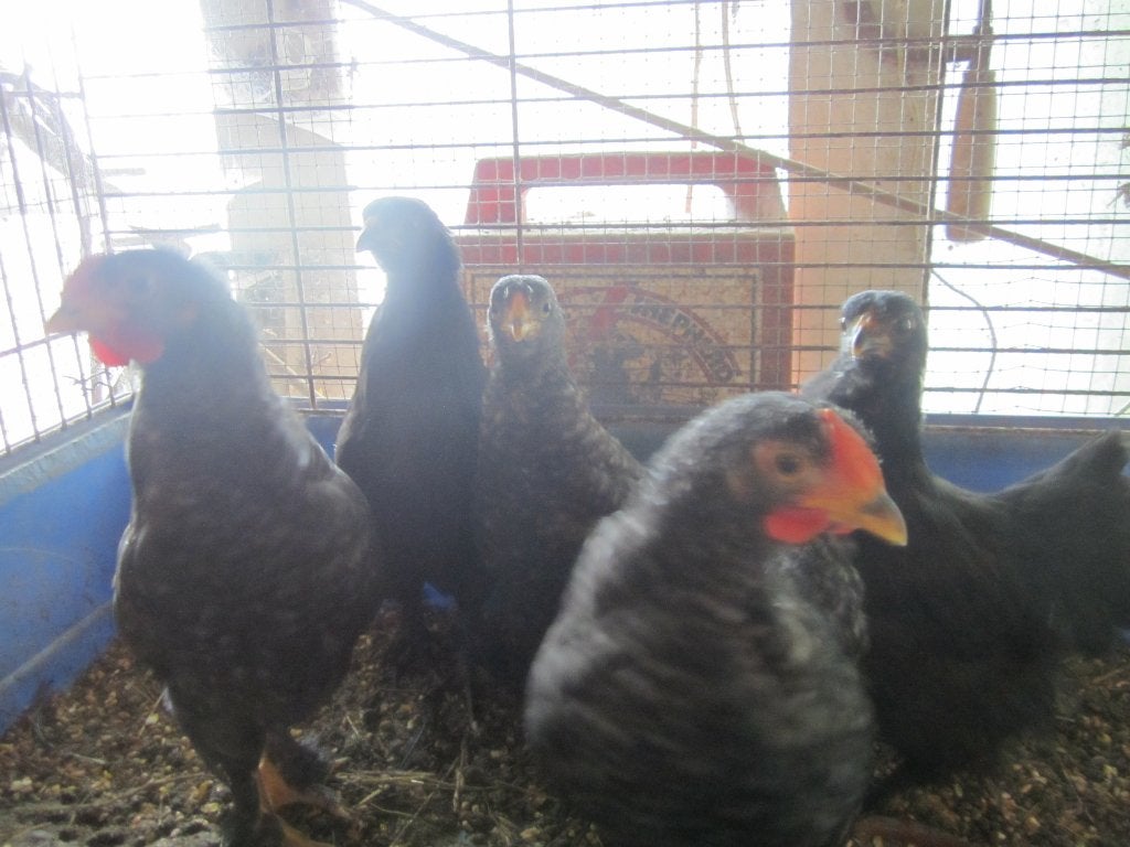 Mooie jonge krielen, Plusieurs animaux, Poule ou poulet