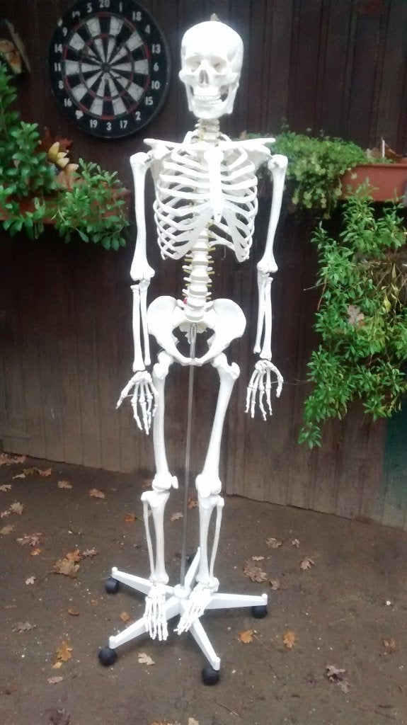 skelet anatomich, Diversen, Ophalen, Zo goed als nieuw