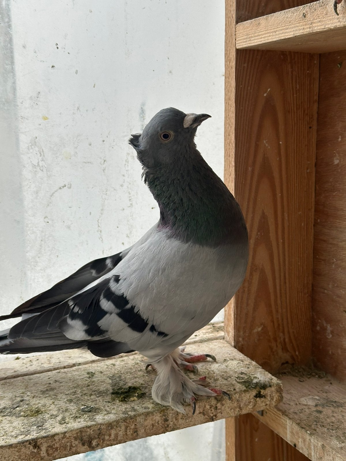 Takla, Animaux & Accessoires