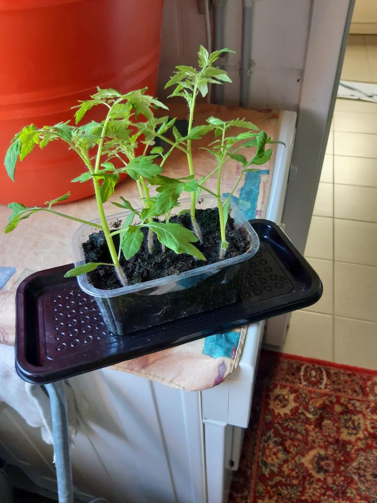 Plants de tomates cerises noires, Enlèvement