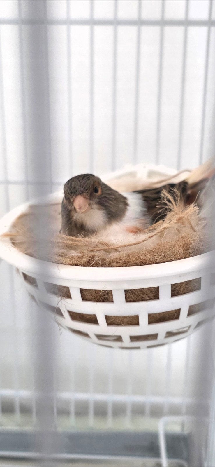 je vendre 3 canaris  1 femelle arqueline portugues  male, Animaux & Accessoires, Femelle