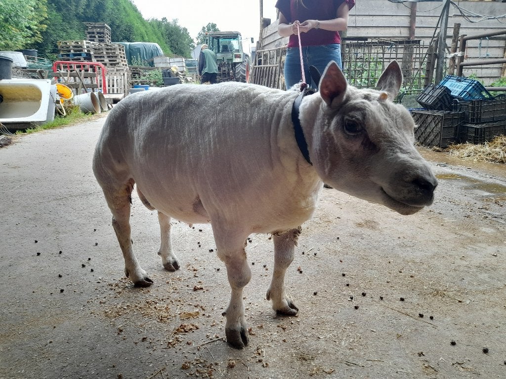 Raszuivere texel dekbok met papieren, Animaux & Accessoires, Mâle, Mouton, 6 ans ou plus