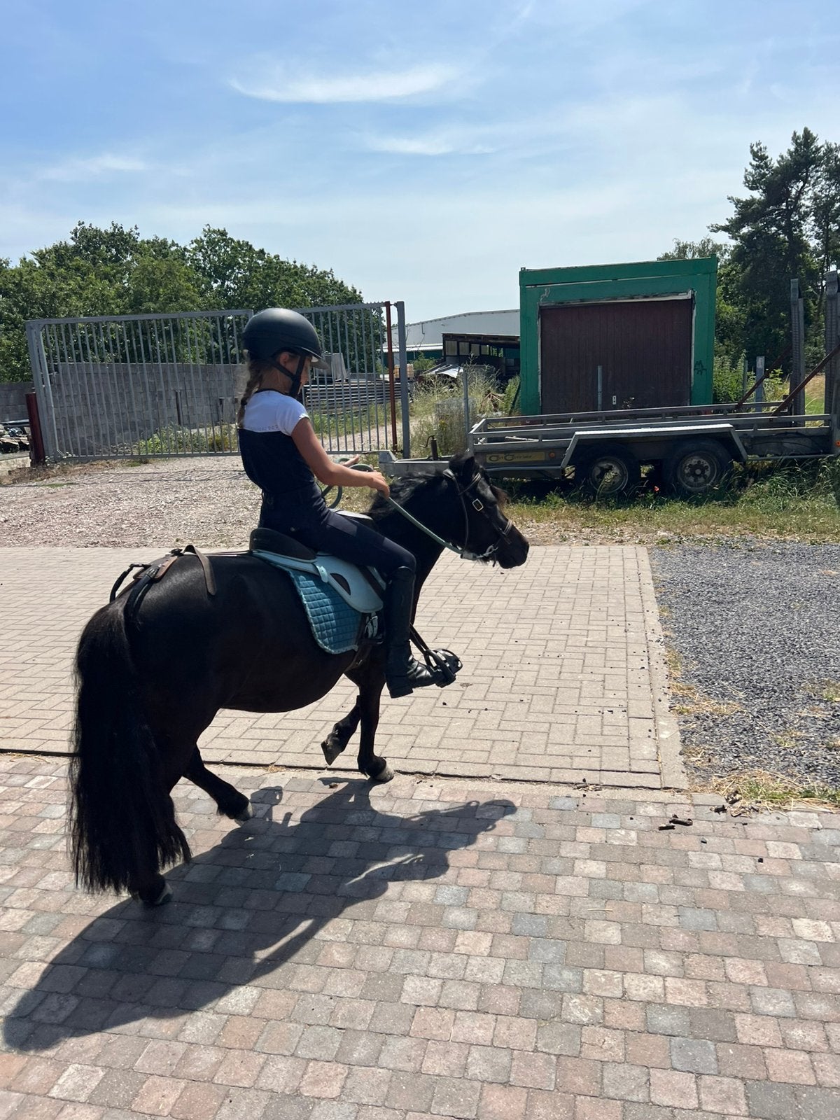 Shetlandmerrie, Dieren en Toebehoren, Merrie, Met stamboom, Zadelmak, A pony (tot 1.17m)