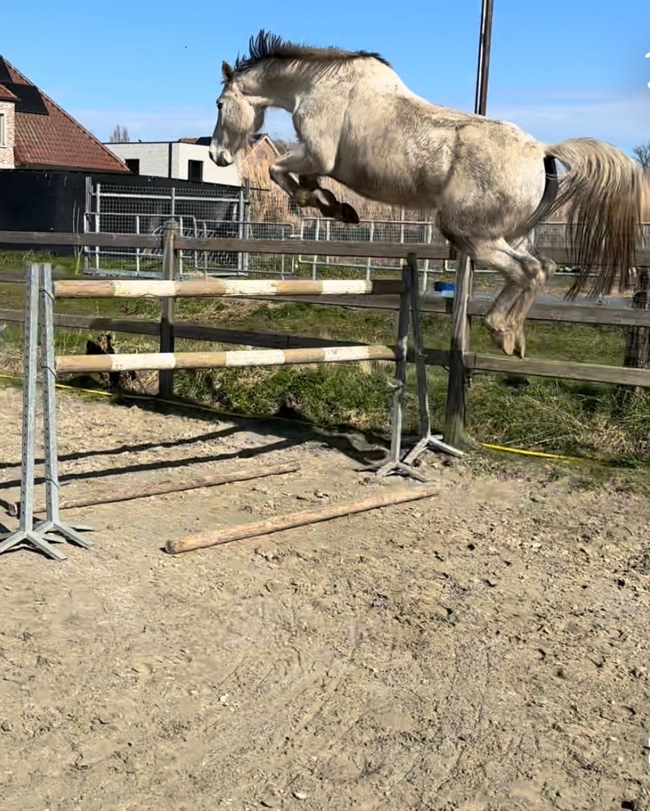 Mooie merrie, Merrie, Springpaard, Met stamboom, 7 tot 10 jaar