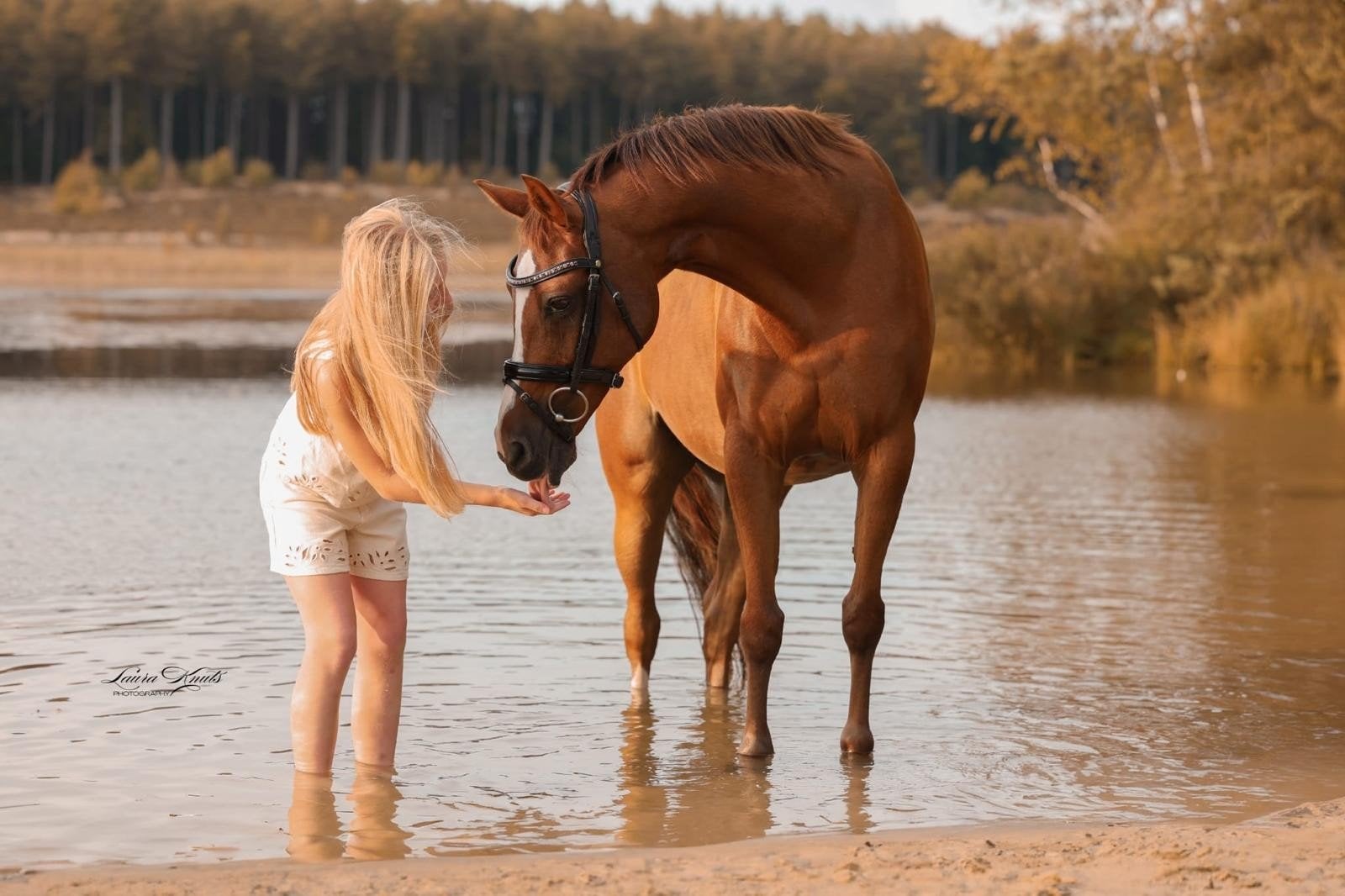 Te koop: Brave en werkwillige D-pony merrie, Dieren en Toebehoren, Merrie