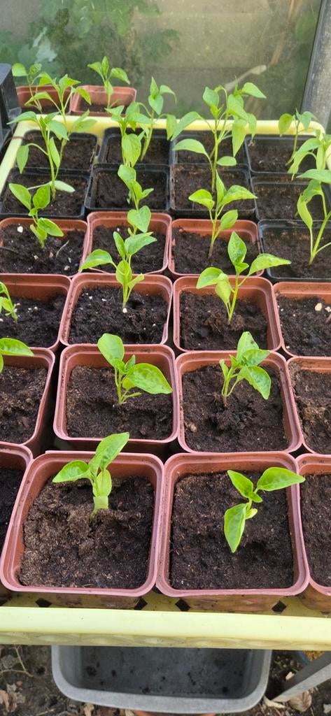 Pepers., Tuin en Terras, Ophalen