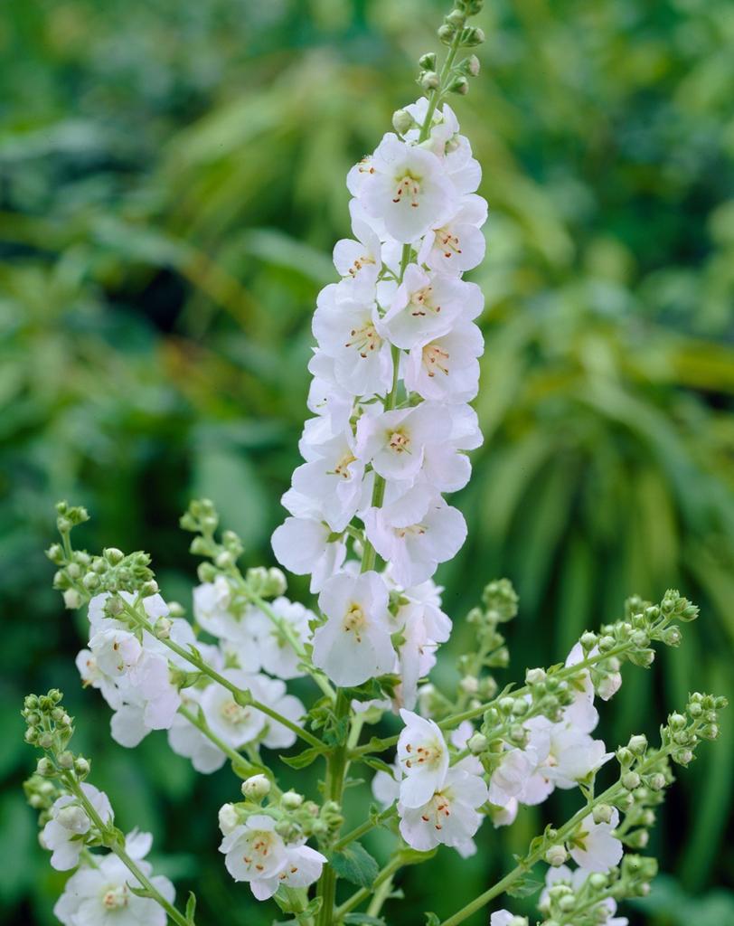 Verbascum Flush of White, Enlèvement