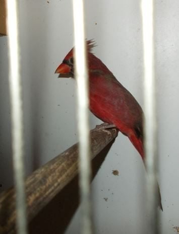 Rode kardinalen. GERESERVEERD TOT ZONDAG MIDDAG !, Animaux & Accessoires, Plusieurs animaux, Oiseau tropical, Bagué