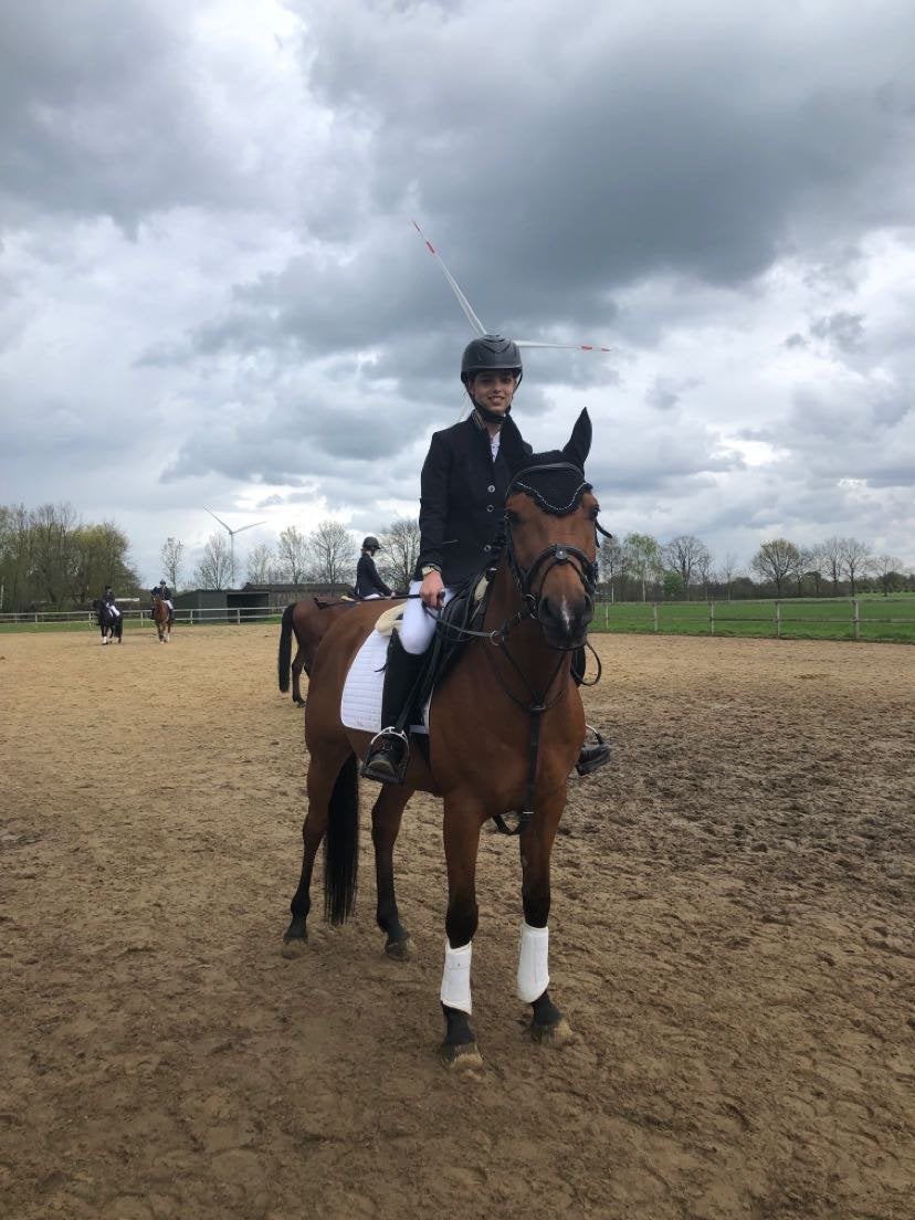 Paard te koop