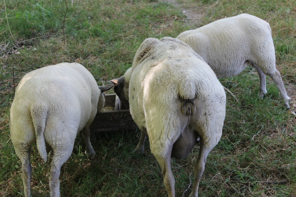 schapen, Dieren en Toebehoren