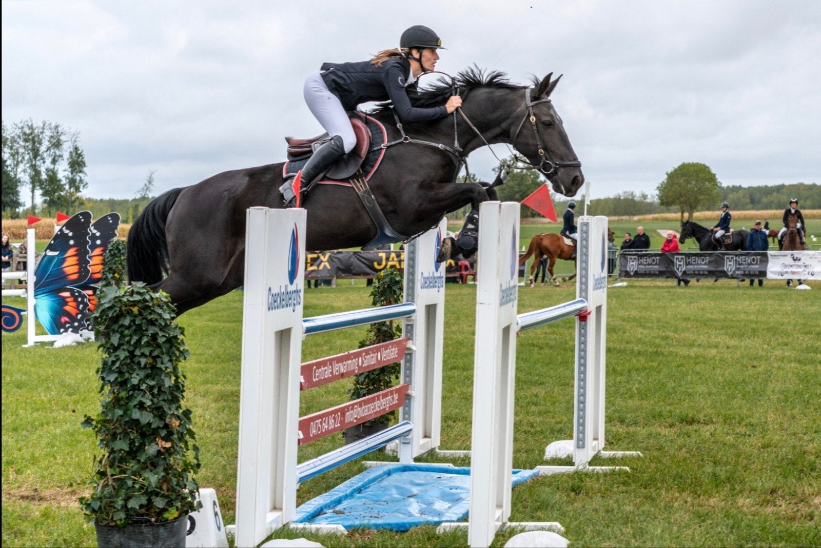 10 jarige springmerrie, Dieren en Toebehoren, Merrie, Springpaard, Met stamboom, Z