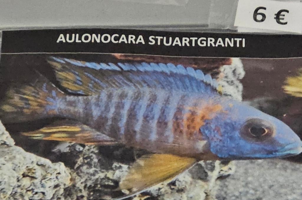 Cichlidés Aulonocara stuartgranti Malawi, Poisson, Poisson d'eau douce