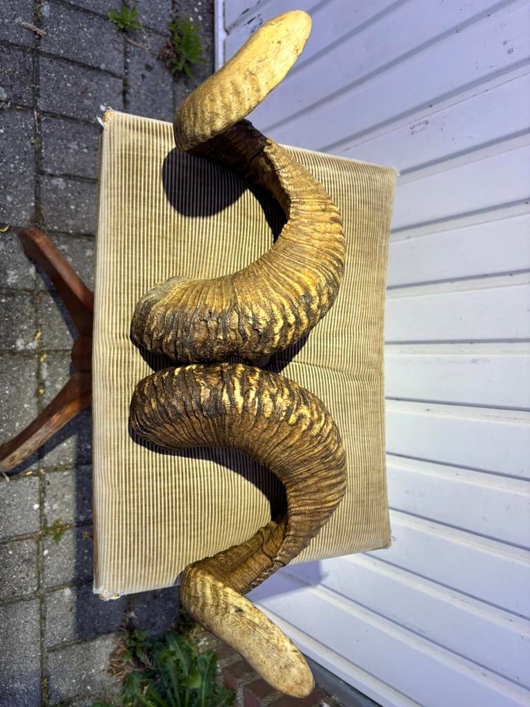 Grote decoratieve ramhoorns / schapenhoorns – natuurlijk –, Tuin en Terras, Ophalen of Verzenden, Zo goed als nieuw