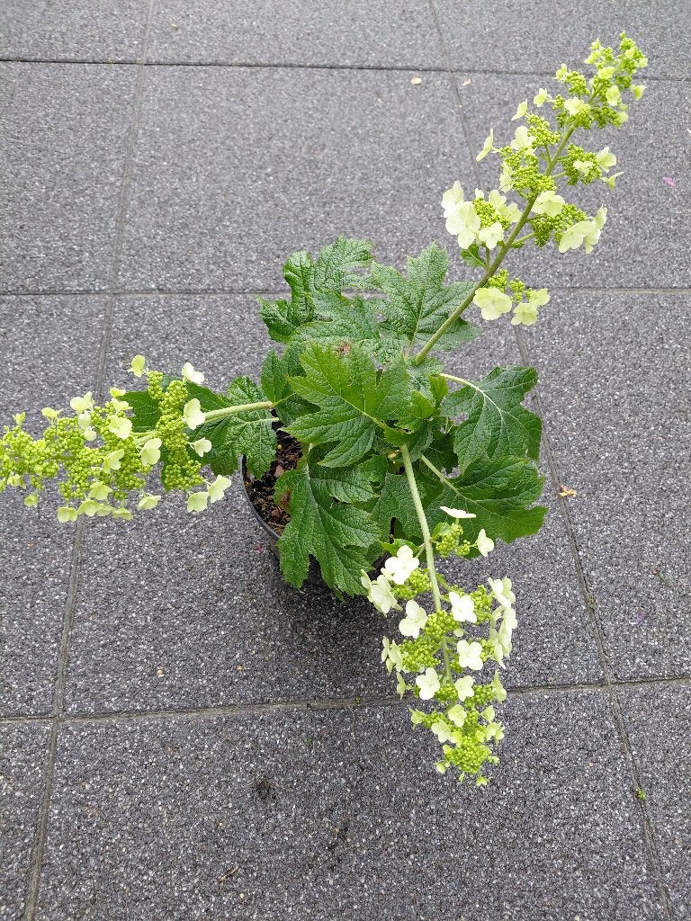 Hydrangea Snow Queen, Tuin en Terras, Ophalen