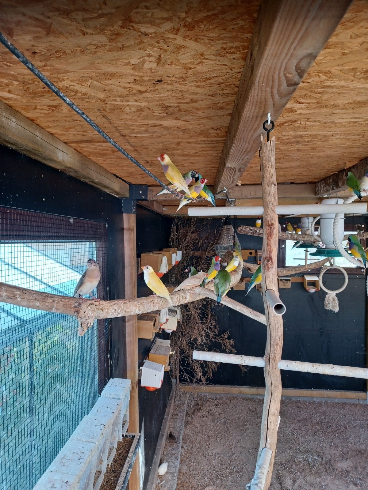 gouldamandines, Plusieurs animaux, Oiseau tropical, Bagué