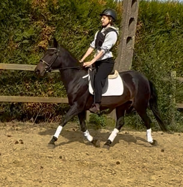 Cher poney D., Jument