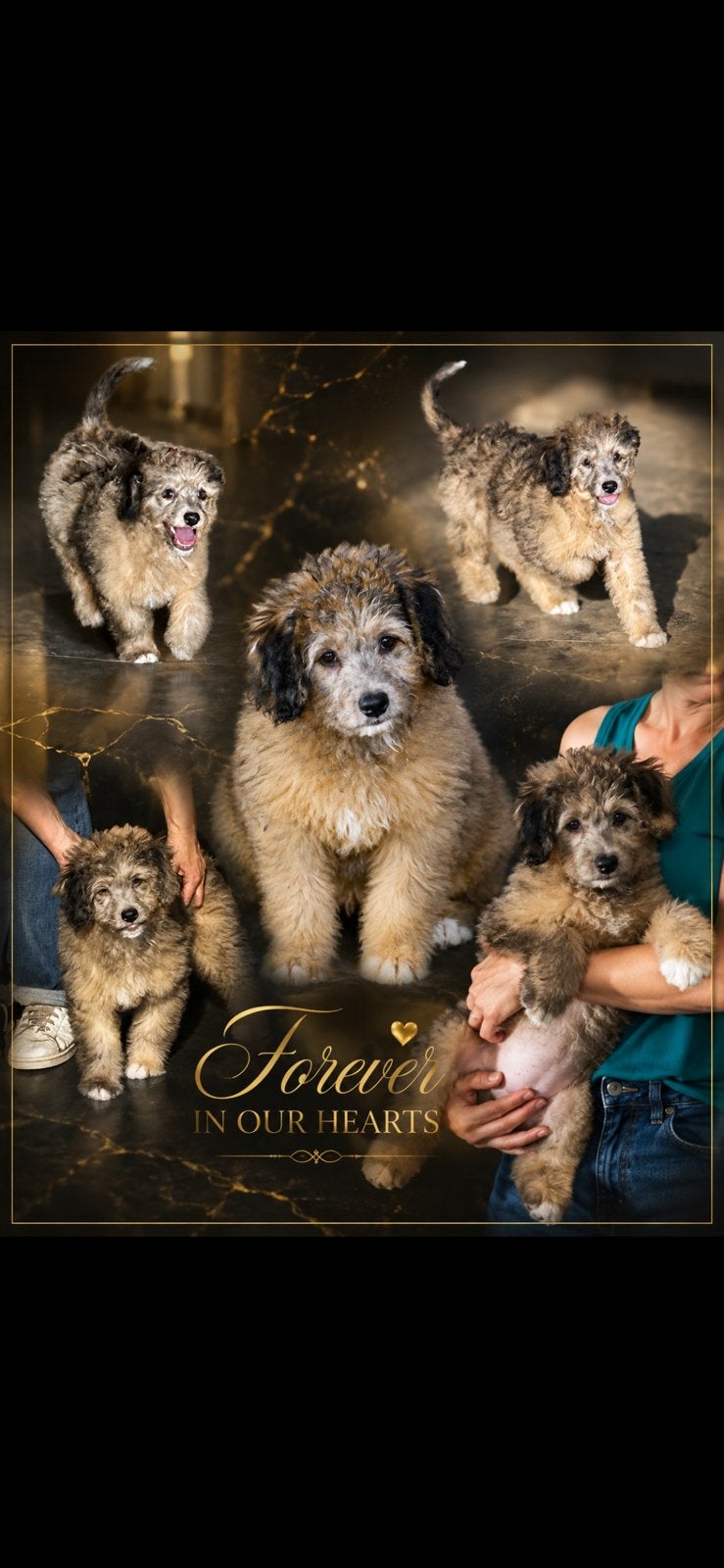 Super knappe australian doodle, Dieren en Toebehoren, Honden | Retrievers, Spaniëls en Waterhonden, Parvo, België, 8 tot 15 weken