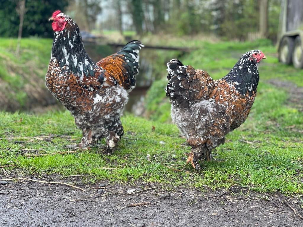 Broedeieren brahma porselein, Dieren en Toebehoren, Geslacht onbekend, Kip