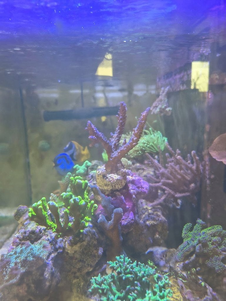 Grote stek acropra tortuosa, Dieren en Toebehoren, Vissen | Aquariumvissen, Overige typen, Zoutwatervis