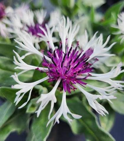 Centaurea Amethyst Snow, Ophalen