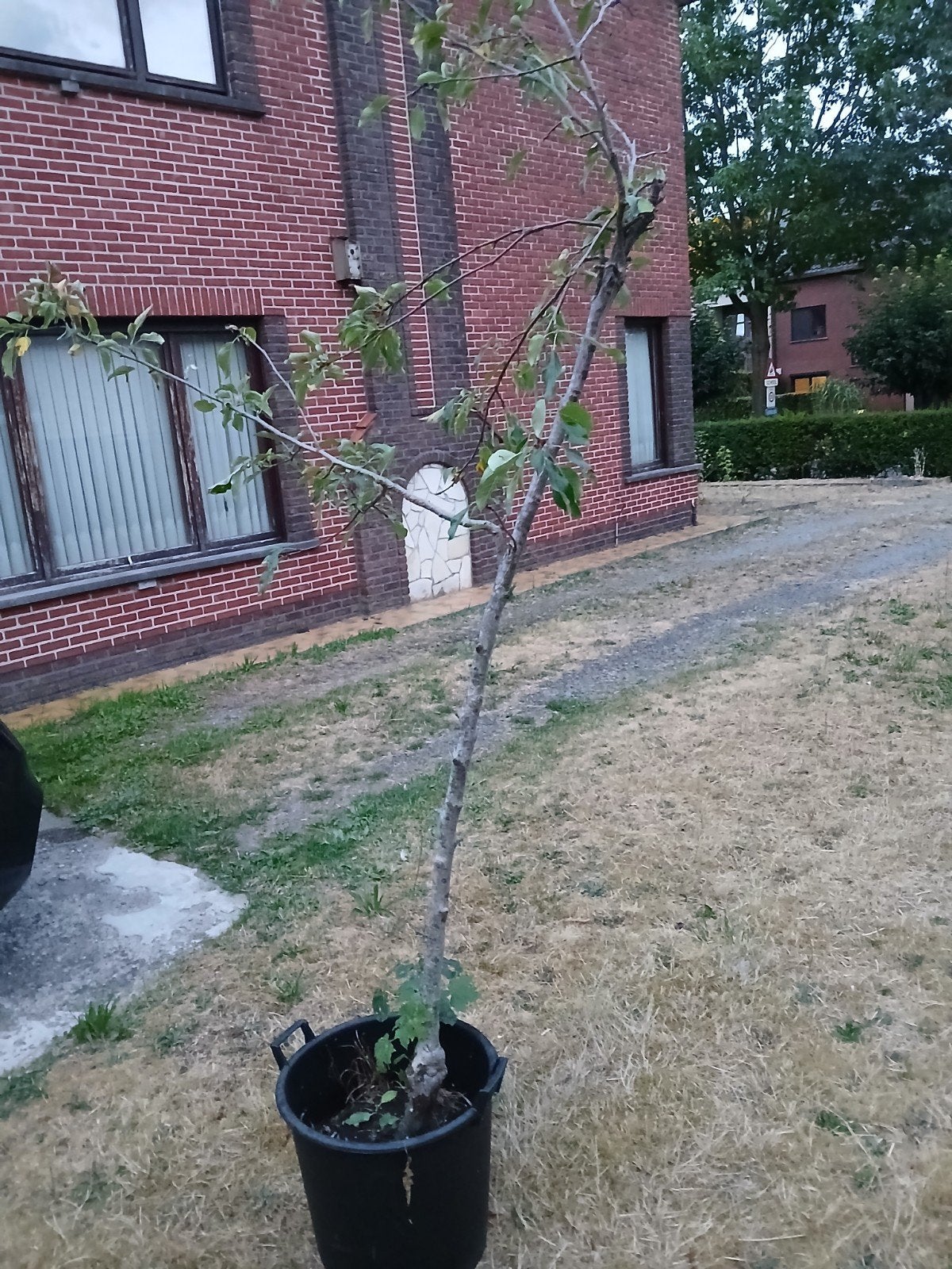 Appelboom, Tuin en Terras, Ophalen, Appelboom