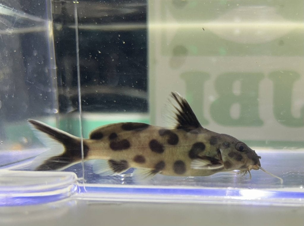 Synodontis polli (Baardmeerval), Vis, Zoetwatervis, Schoolvis