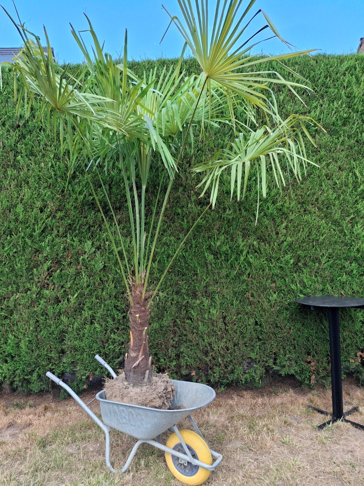 wintervaste trachycarpus fortunei wintervast, Tuin en Terras, Planten | Bomen, Ophalen