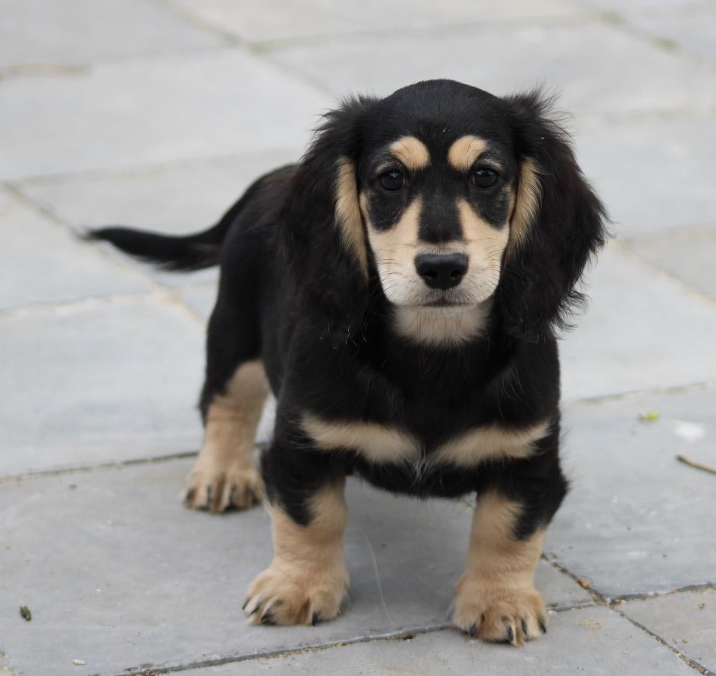 Teckel pup Black & Cream, Parvo, België, Reu, 8 tot 15 weken