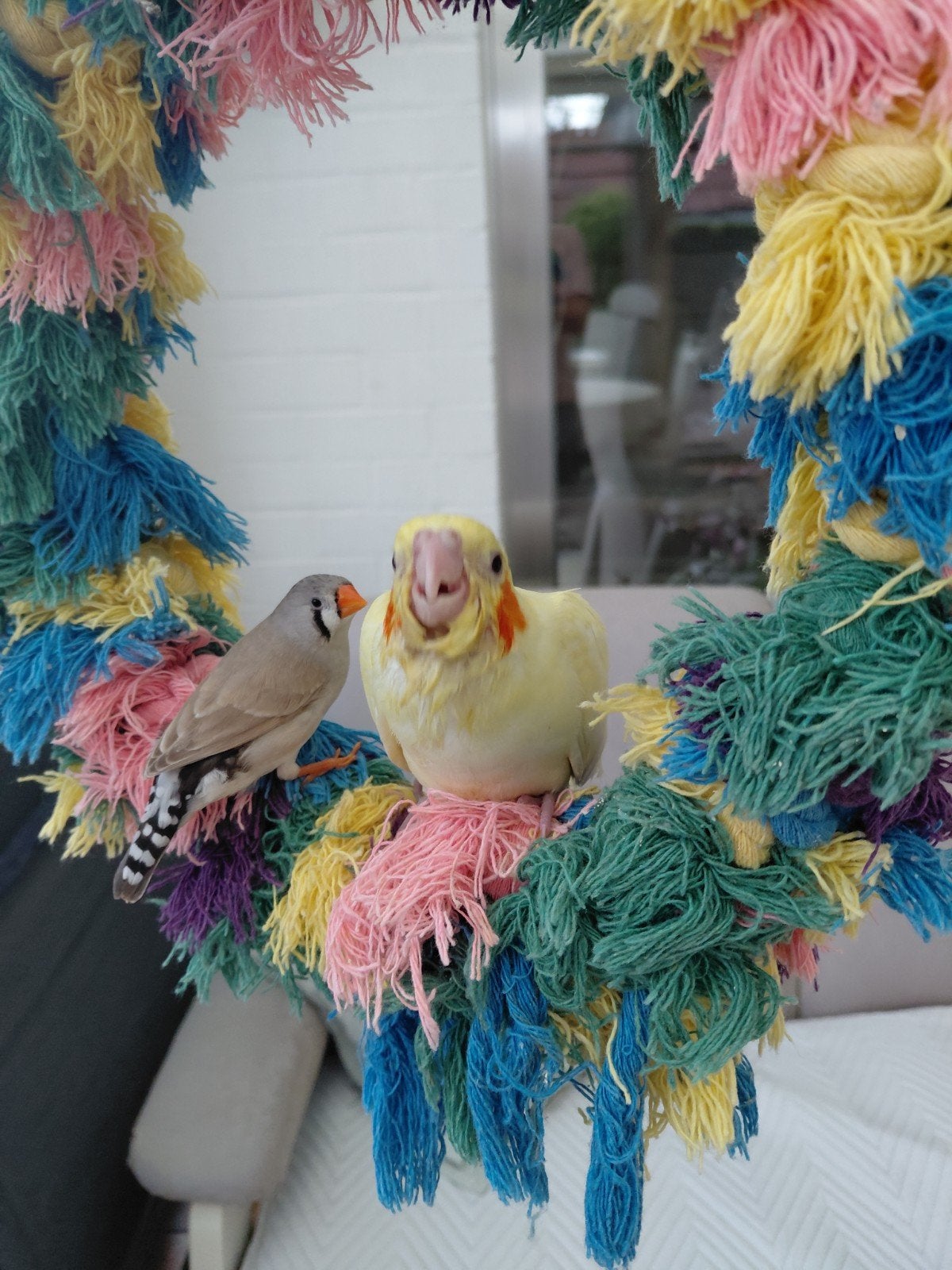 tamme valkparkieten, Dieren en Toebehoren, Vogels | Parkieten en Papegaaien